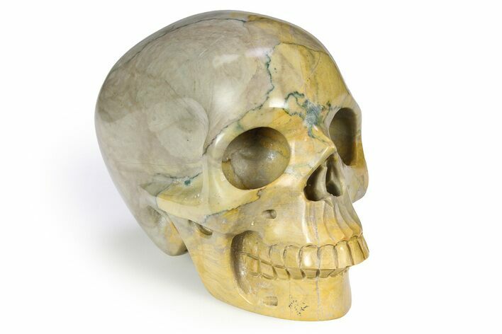 Realistic Columnar Stromatolite Skull #382216